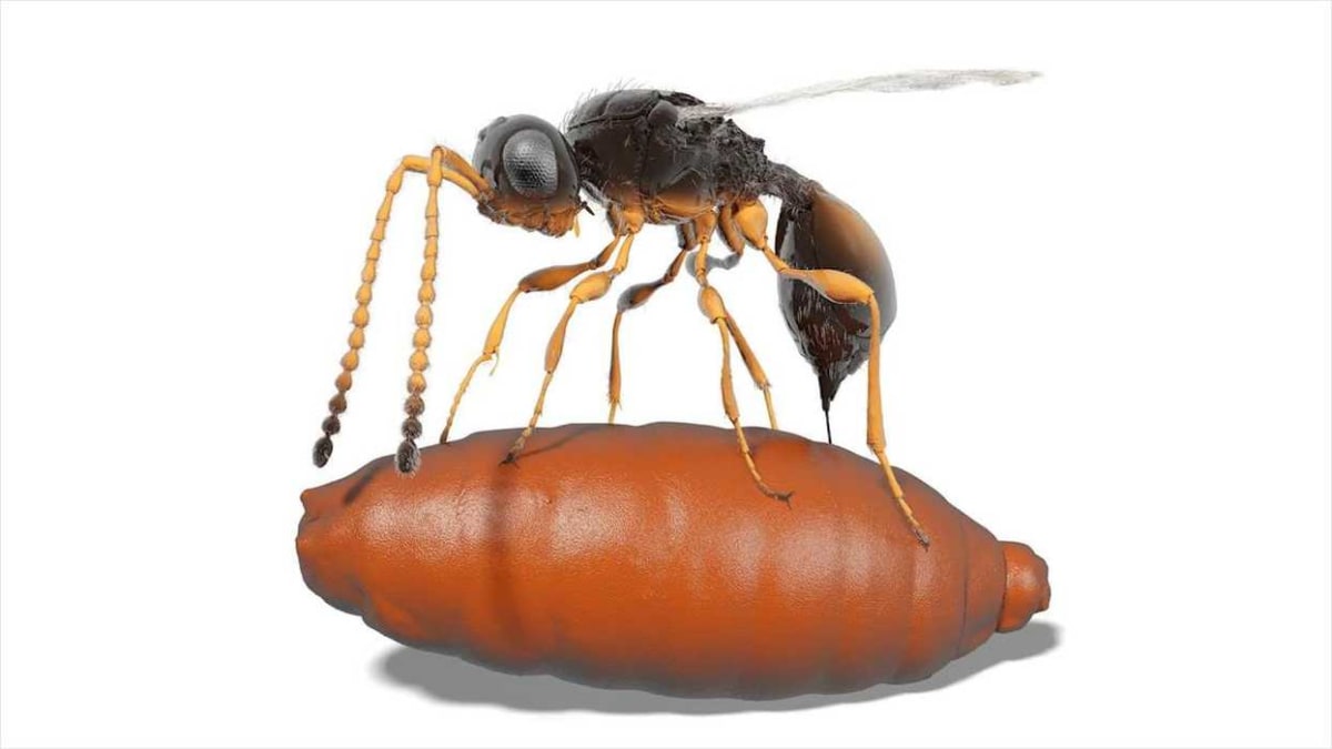 99-Million-Year-Old Wasp Had Venus Flytrap-Like Trap - Image 2