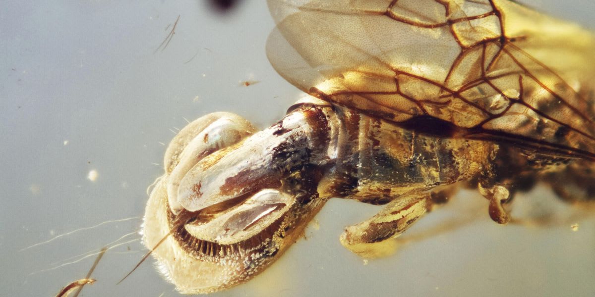 99-Million-Year-Old Wasp Had Venus Flytrap-Like Trap
