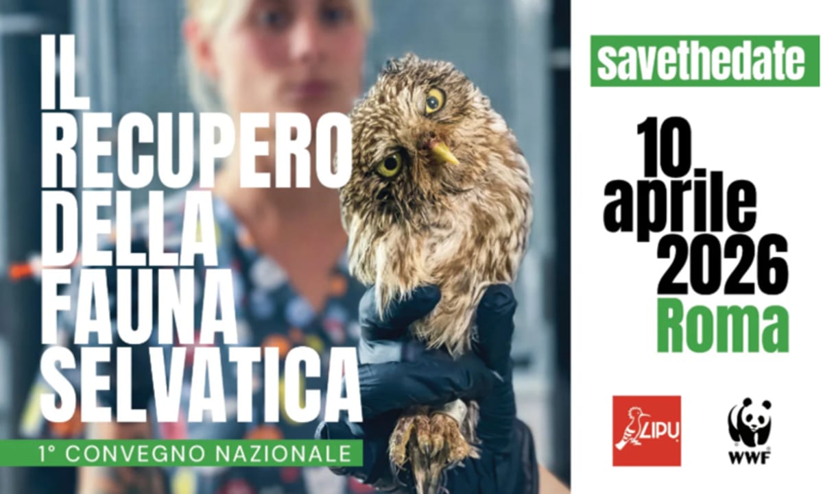 Wildlife rescue professionals caring for injured bird at Italian rehabilitation center