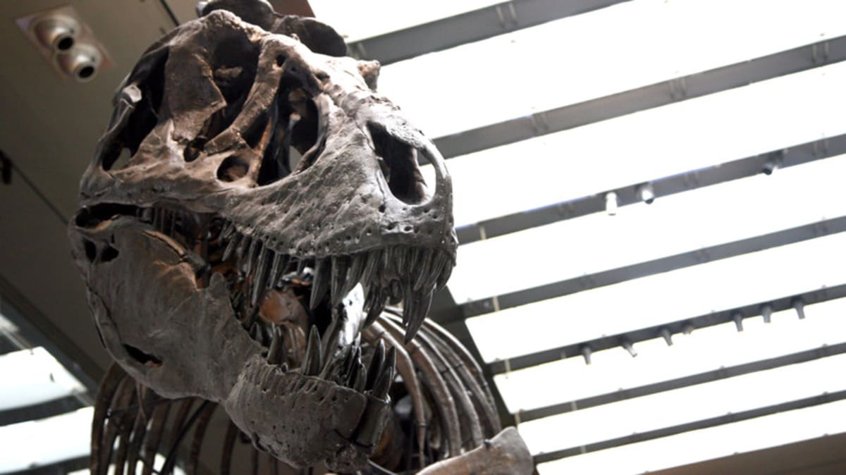 T. Rex Ran Hot: New Tooth Science Reveals Dinosaur Secrets - Image 2