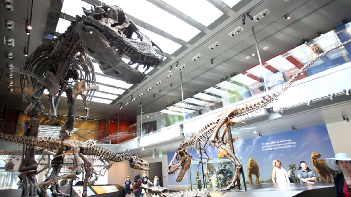 T. Rex Ran Hot: New Tooth Science Reveals Dinosaur Secrets - Image 3