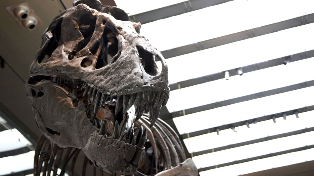 Tyrannosaurus rex skeleton display at natural history museum with prominent teeth visible