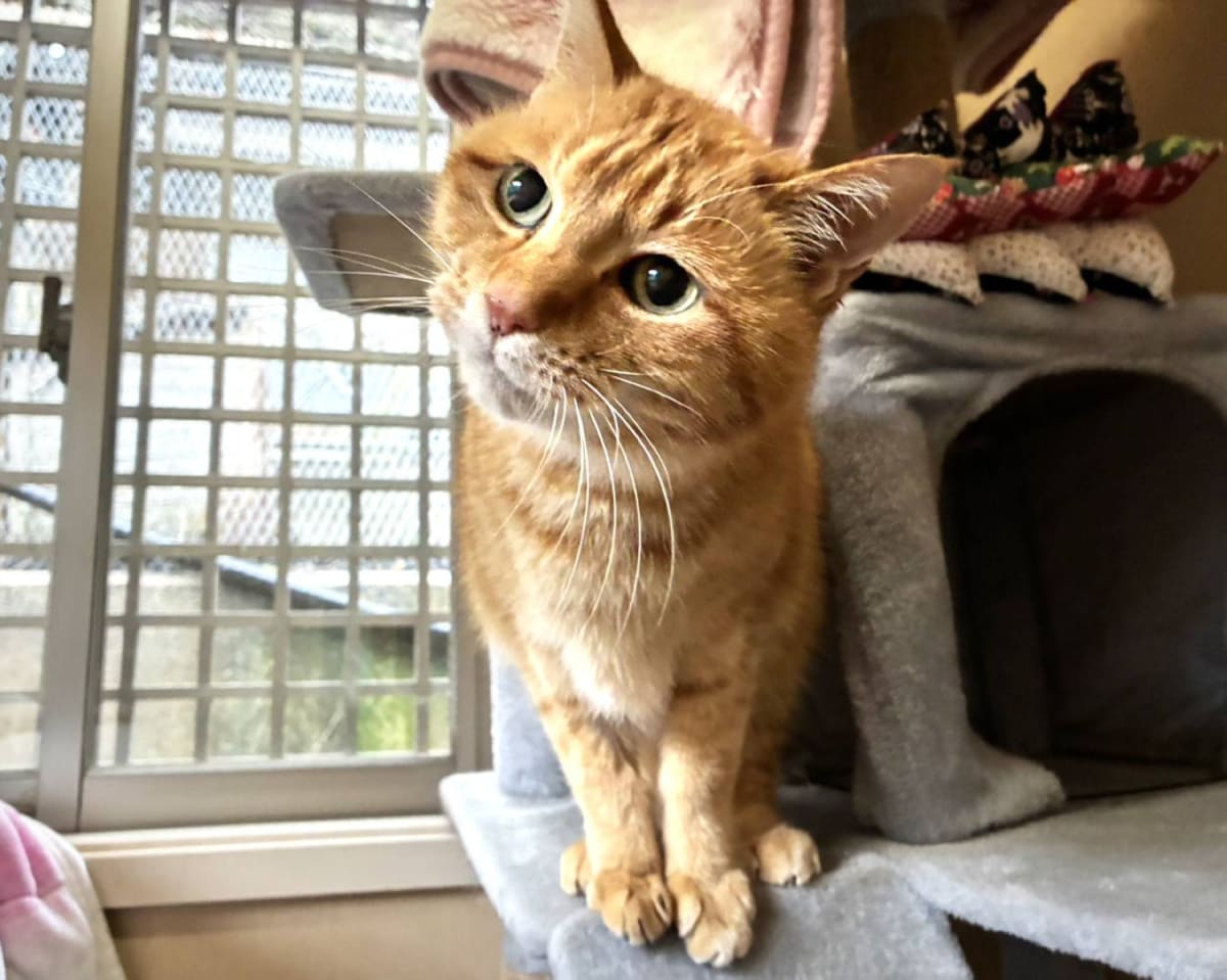 Sweet Ginger Cat Finds Hope After Owner's Death - Image 3