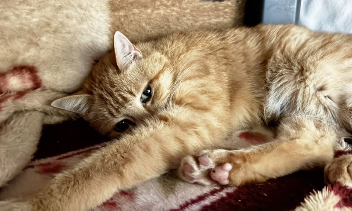 Sweet Ginger Cat Finds Hope After Owner's Death - Image 4