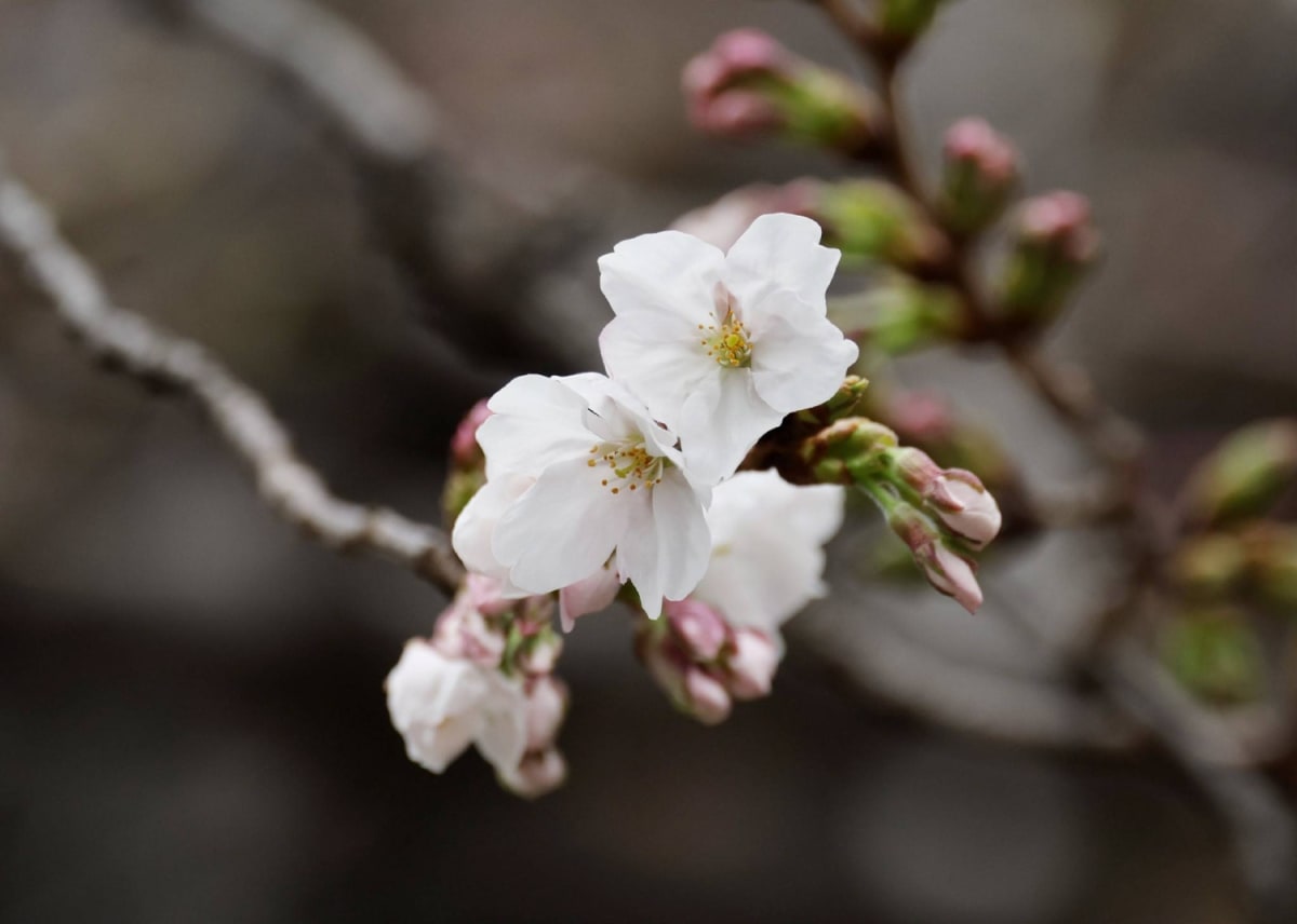 Tokyo's Cherry Blossoms Hit Peak Bloom 3 Days Early - Image 3