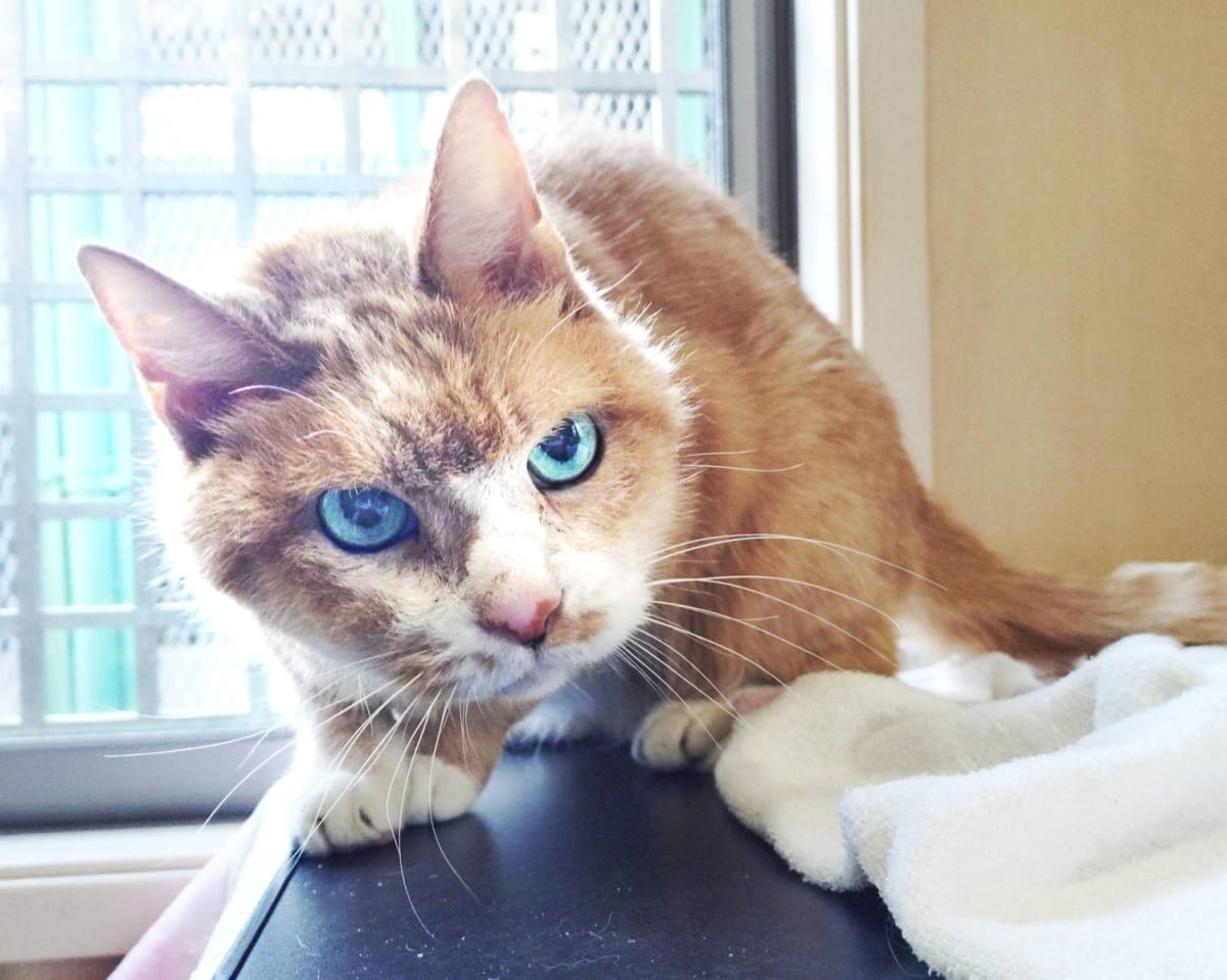 Senior Cat Coulis Seeks Forever Home After 13 Years - Image 4
