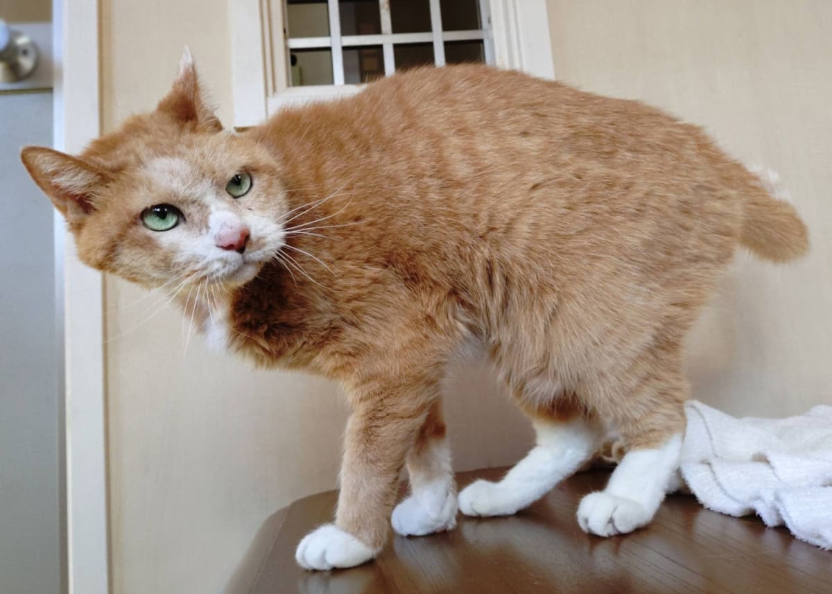 Senior Cat Coulis Seeks Forever Home After 13 Years