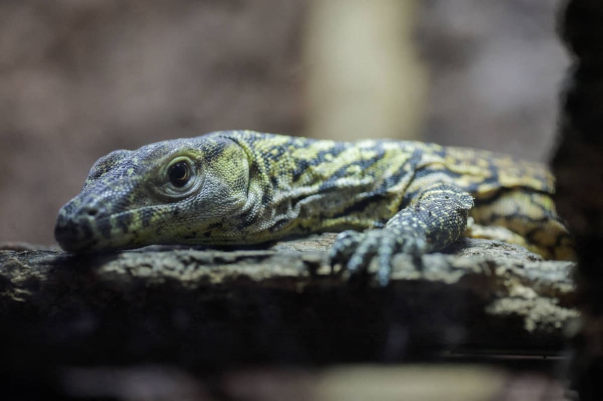 Large Komodo dragon with yellow forked tongue in natural Indonesian habitat