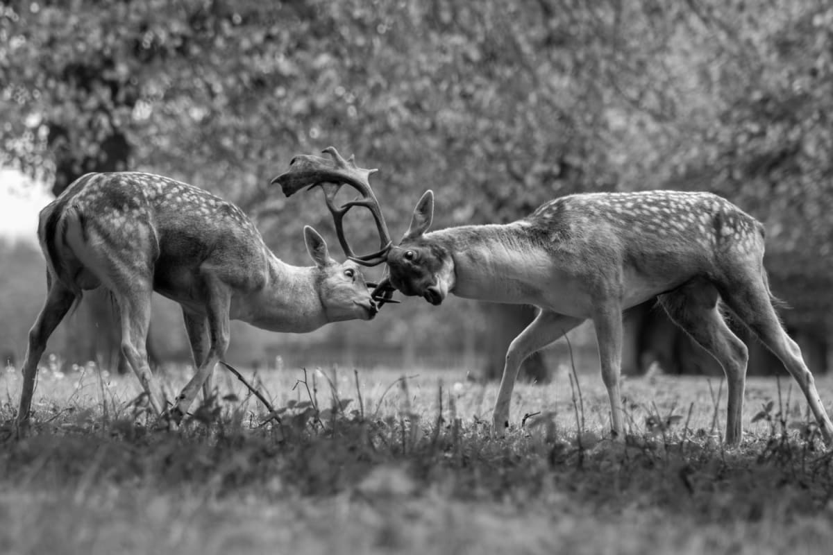 Translator Polly Barton Releases Debut Novel Blending Fact