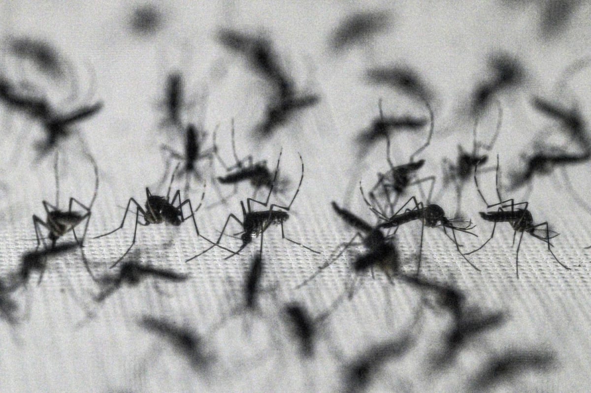 Scientists Prove DEET Still Works Despite Mosquito Training