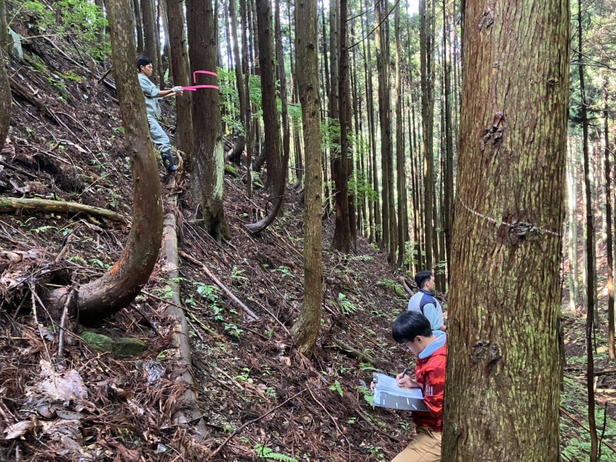 Japan Forests Turn Carbon Credits Into Conservation Win - Image 4