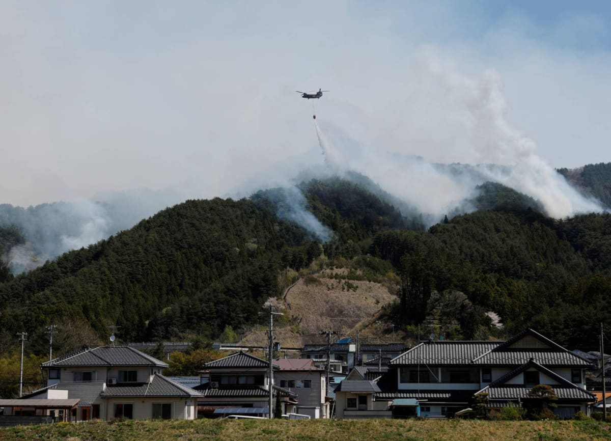 Japan Forests Turn Carbon Credits Into Conservation Win - Image 5