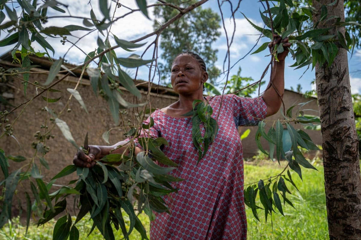 Congo Healers Join Forces with Doctors to Fight Ebola