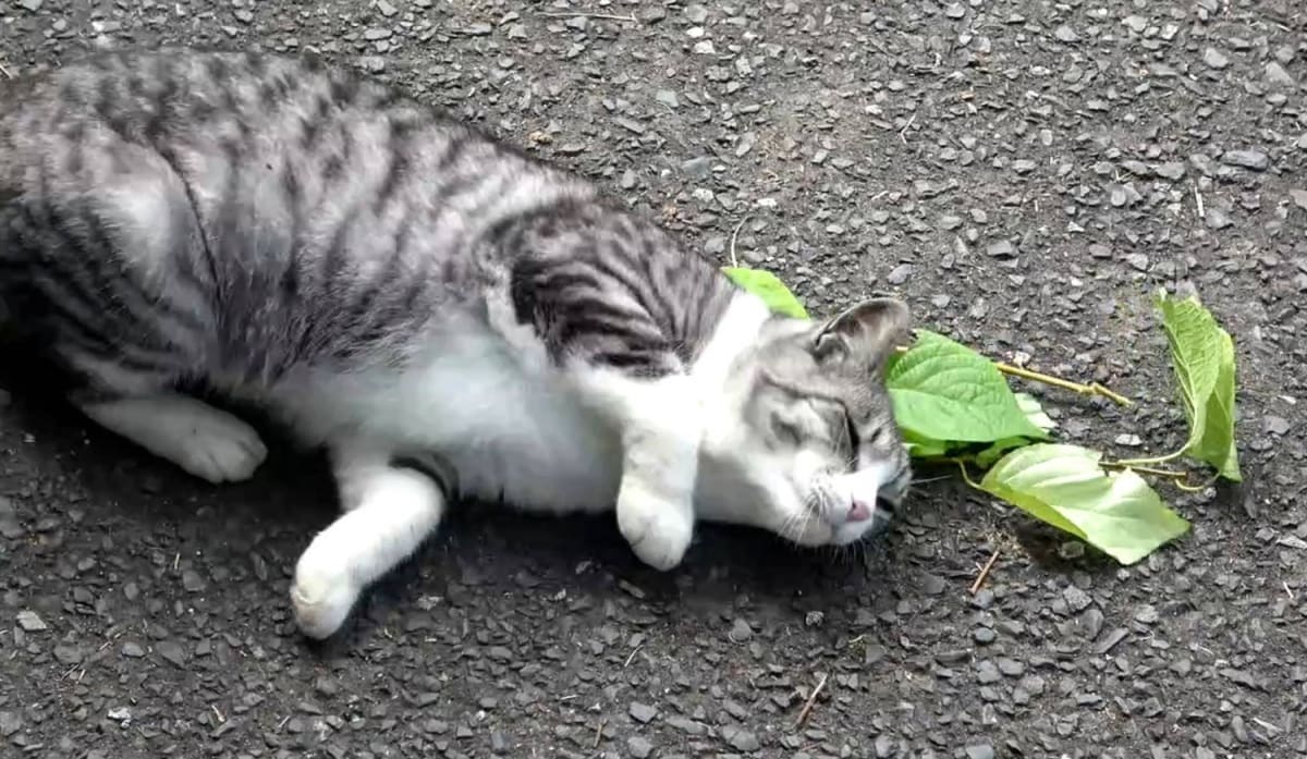 Domestic cat rubbing and rolling on ground near silver vine plant in research study