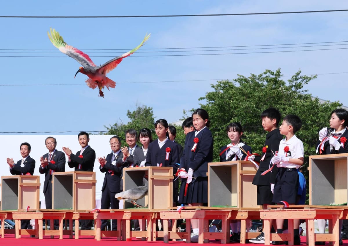 Japan Releases 10 More Crested Ibises Into the Wild - Image 3