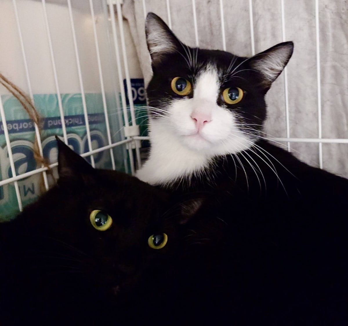 Two Rescue Kittens in Japan Hope to Stay Together - Image 3