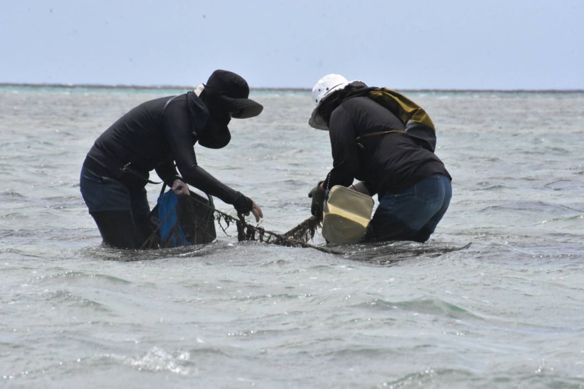 Scientists Race to Save Okinawa's Ancient Seaweed Harvest - Image 5
