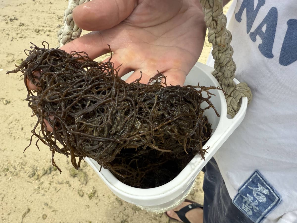 Scientists Race to Save Okinawa's Ancient Seaweed Harvest - Image 4