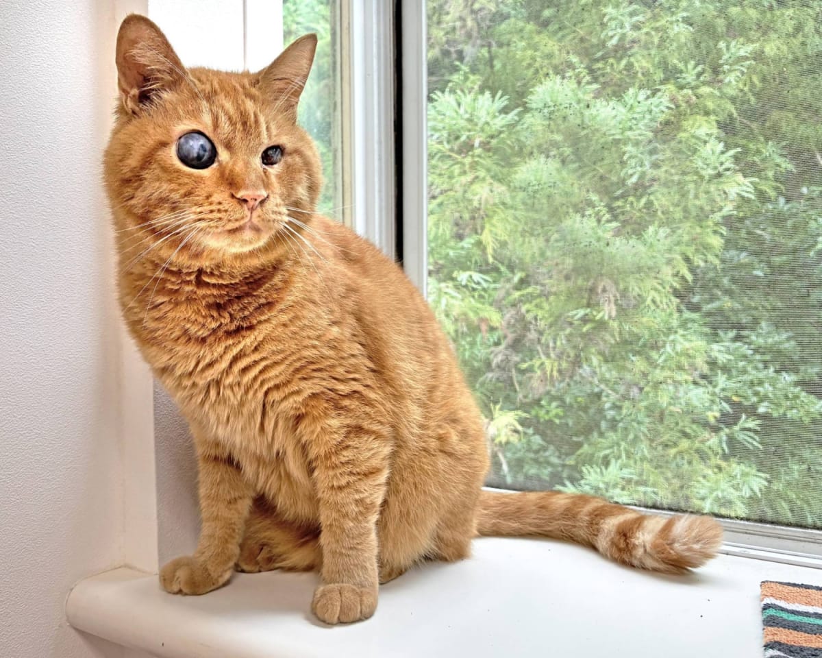 Shigure, a visually impaired cat with unique appearance, sitting confidently at Animal Refuge Kansai