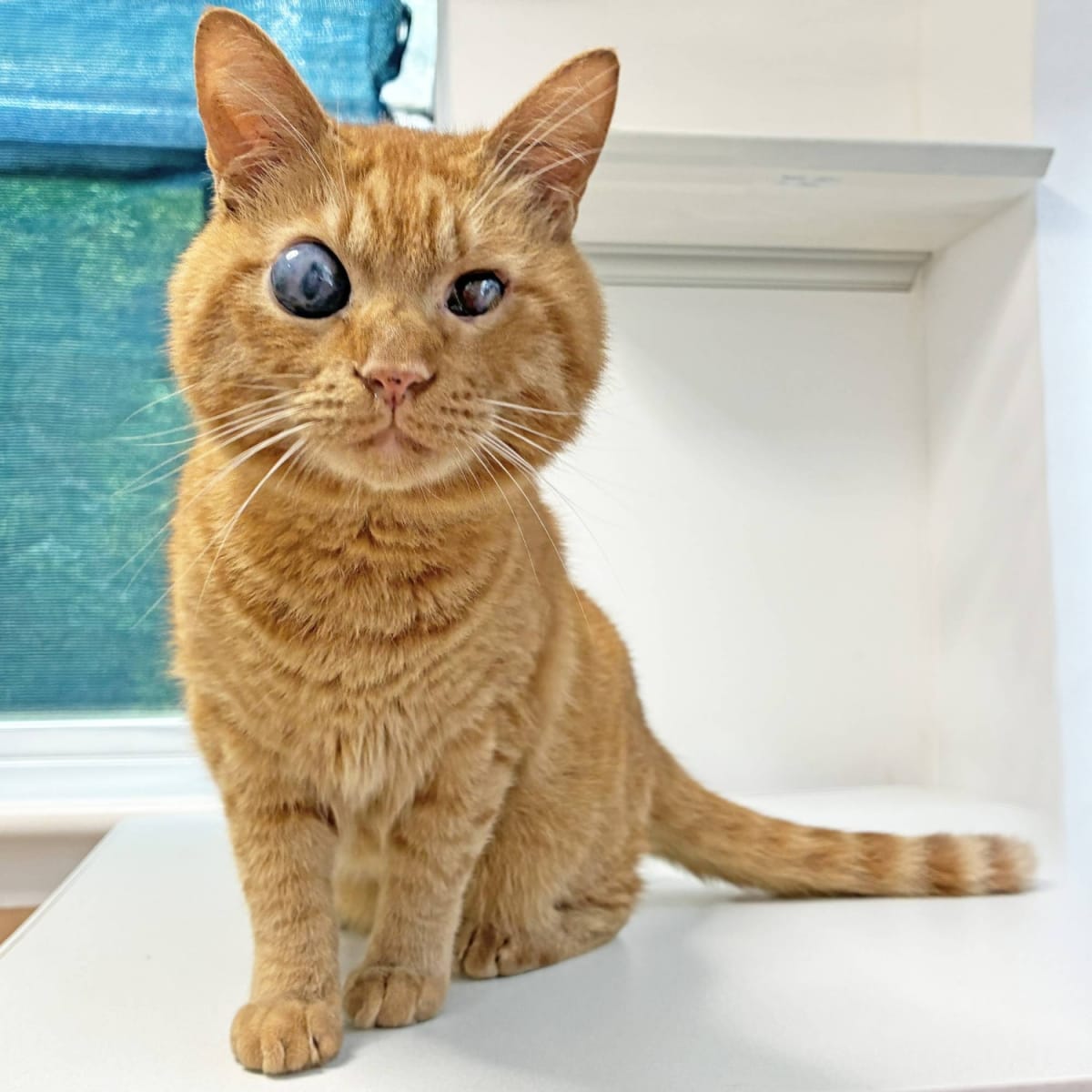 Blind Cat Shigure Seeks Home After Owner's Death - Image 4