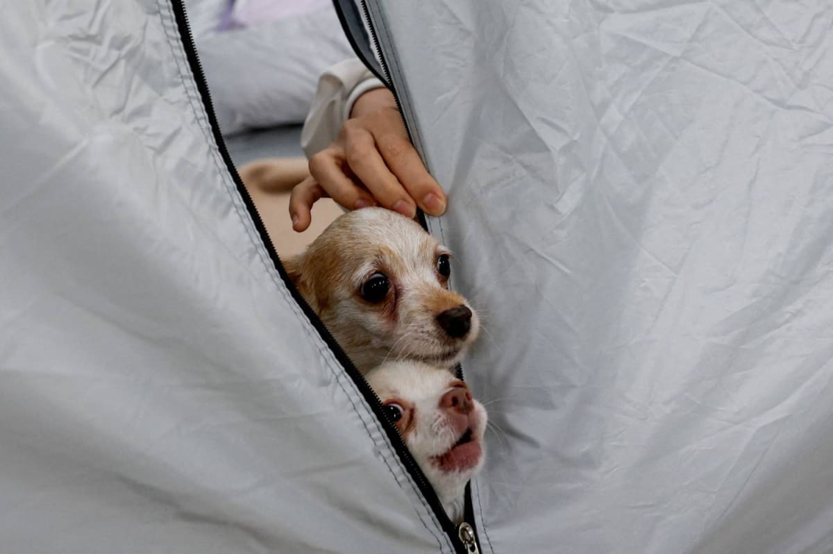 Japan Animal Hospital Shelters 26 Quake Survivors With Pets