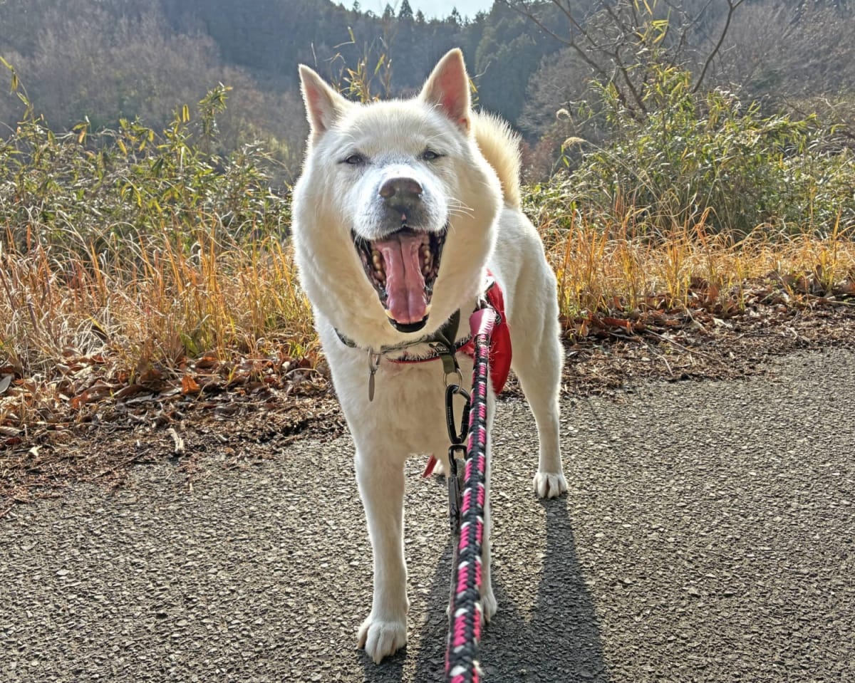 Rescued Kishu Dog Oji Finds Joy After Losing His Owner