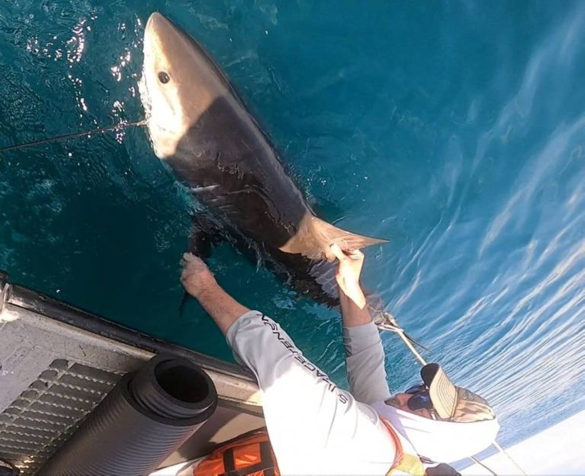 Sharks Now Help Scientists Predict Hurricanes - Image 3