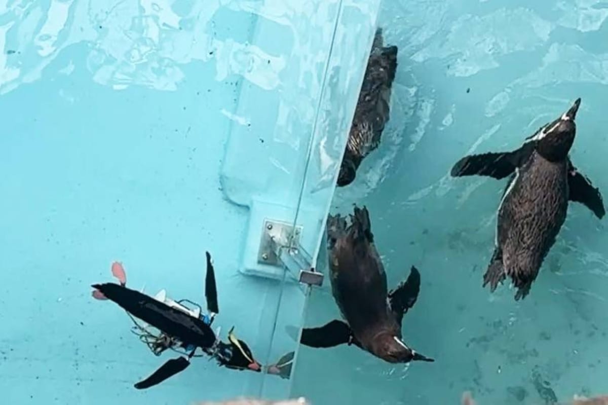 Robot Penguins Swim With Real Birds at Japan Theme Park - Image 3