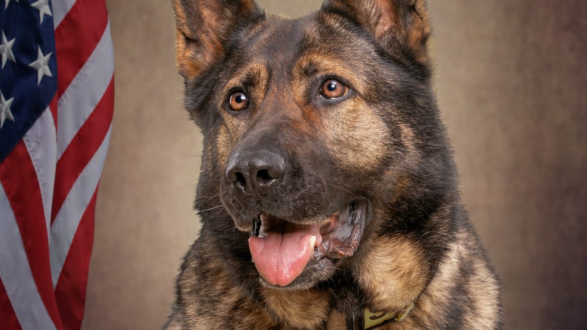 German Shepherd police K9 wearing protective bulletproof vest standing alert beside handler