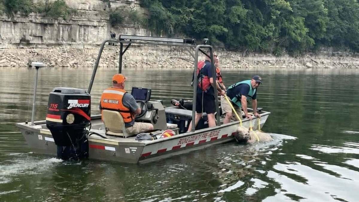 Kentucky Fire Crews Save Stranded Cow From Lake