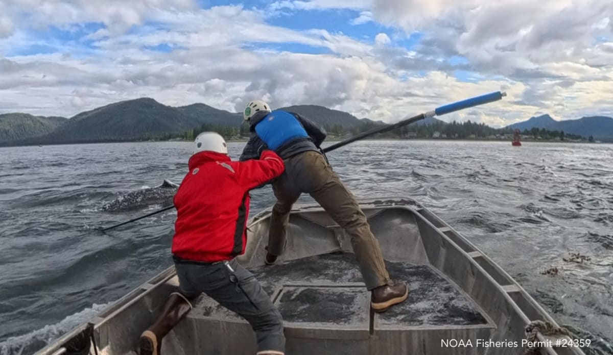 Alaska Volunteers Free 2-Year-Old Humpback From Gillnet - Image 2
