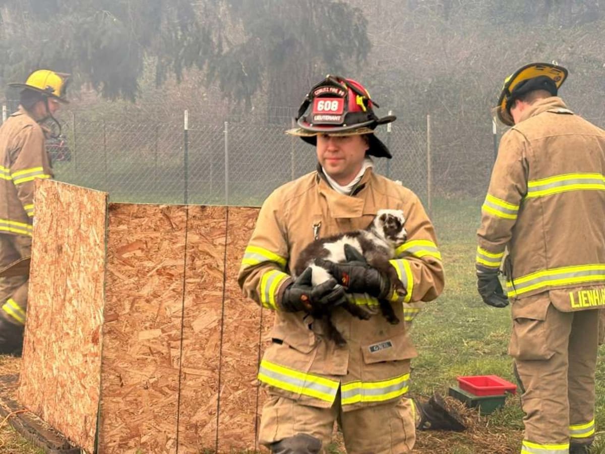 Baby Goats Saved as Firefighters Rescue Castle Rock Animals - Image 3
