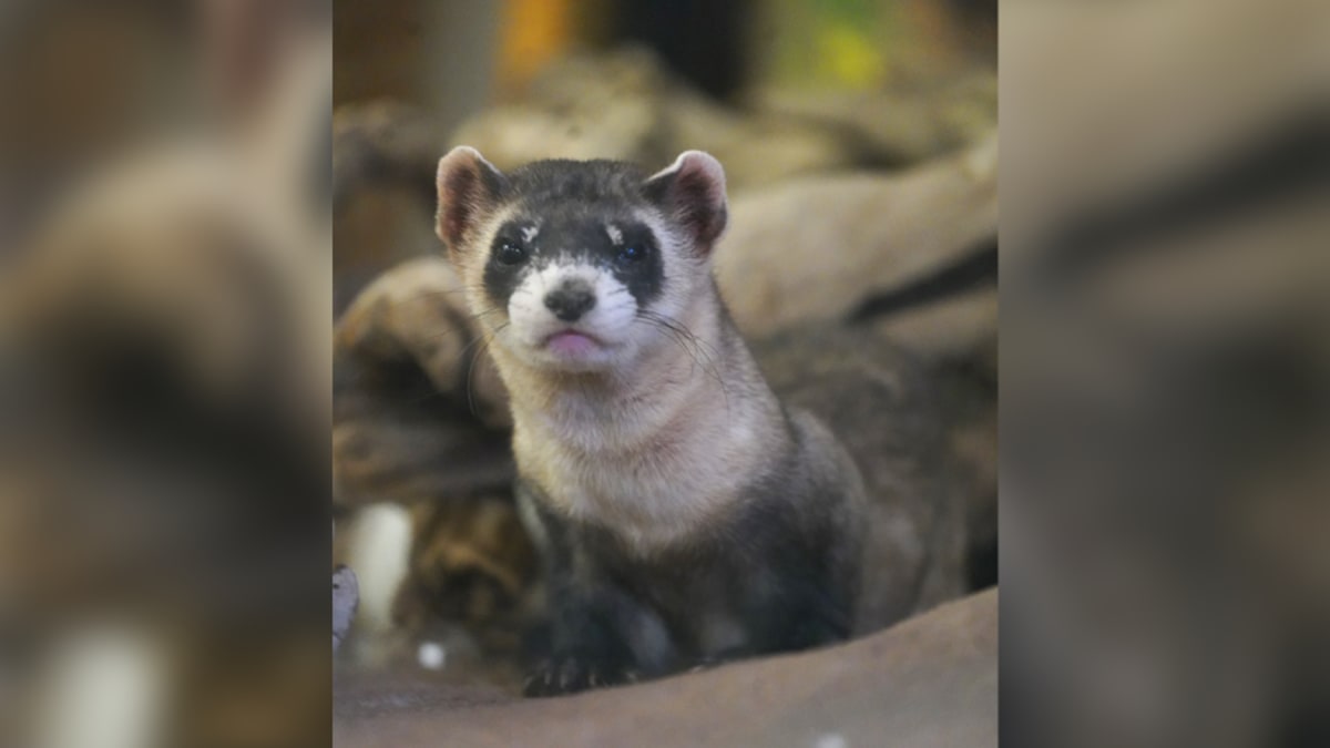 Kansas Brings Black-Footed Ferrets Back from Extinction - Image 3