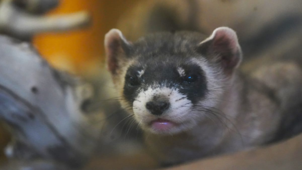 Kansas Brings Black-Footed Ferrets Back from Extinction - Image 5