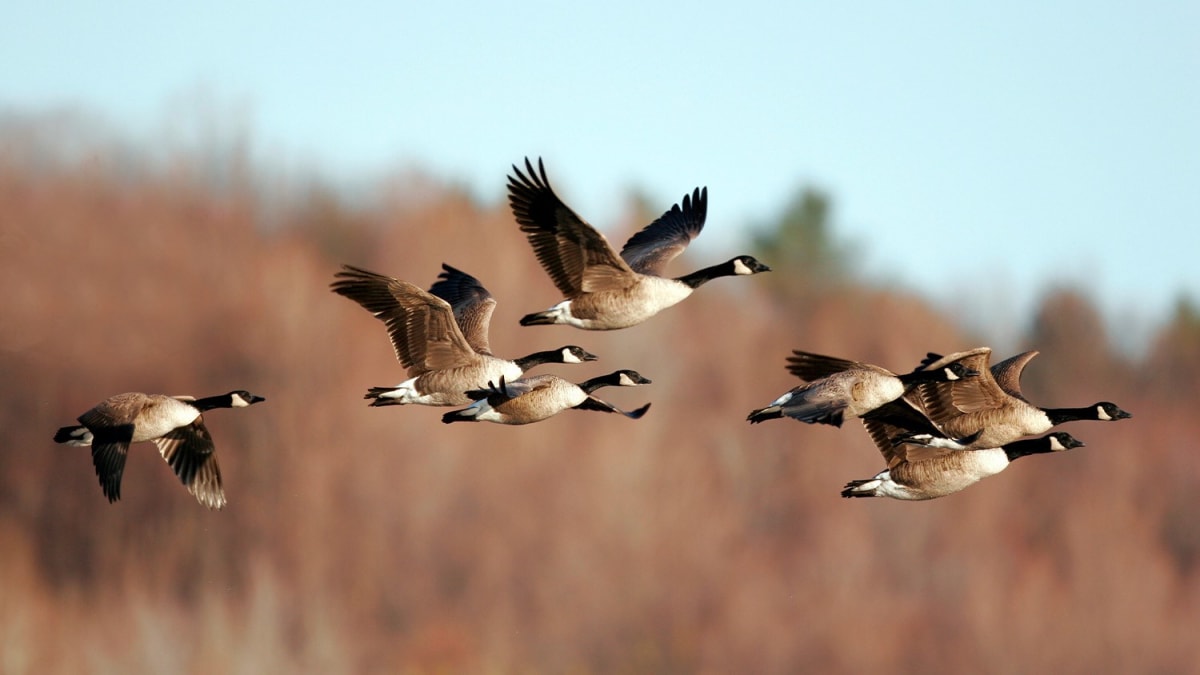Airline High Senior Wins $300 Oratorical Scholarship - Image 5