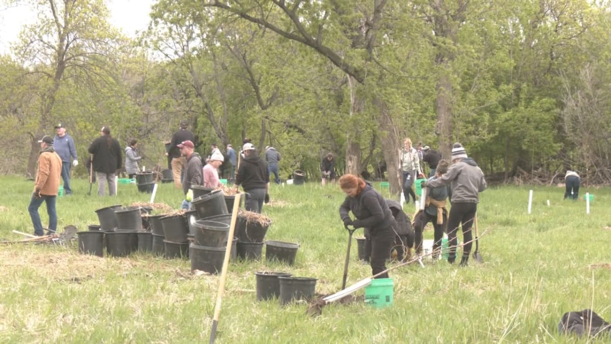 Community volunteers planting native trees along Red River banks in Moorhead Minnesota