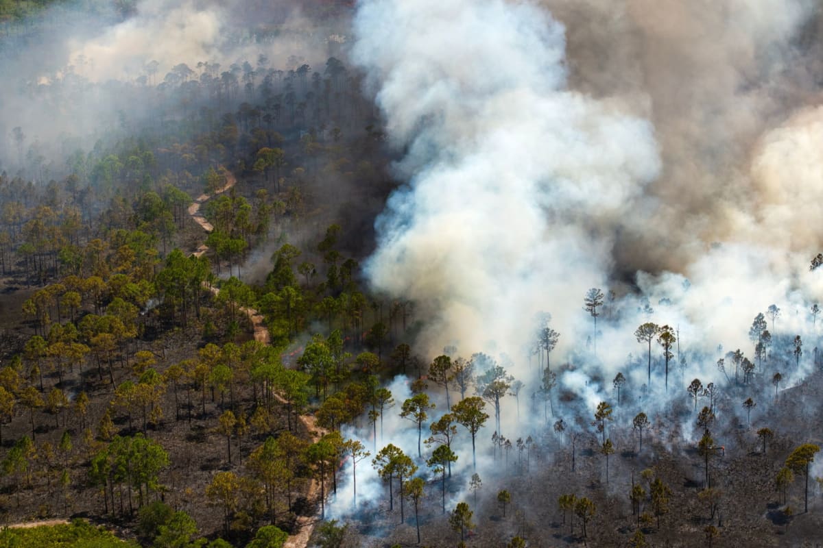 Workers planting young trees in cleared forest land recovering from wildfire damage