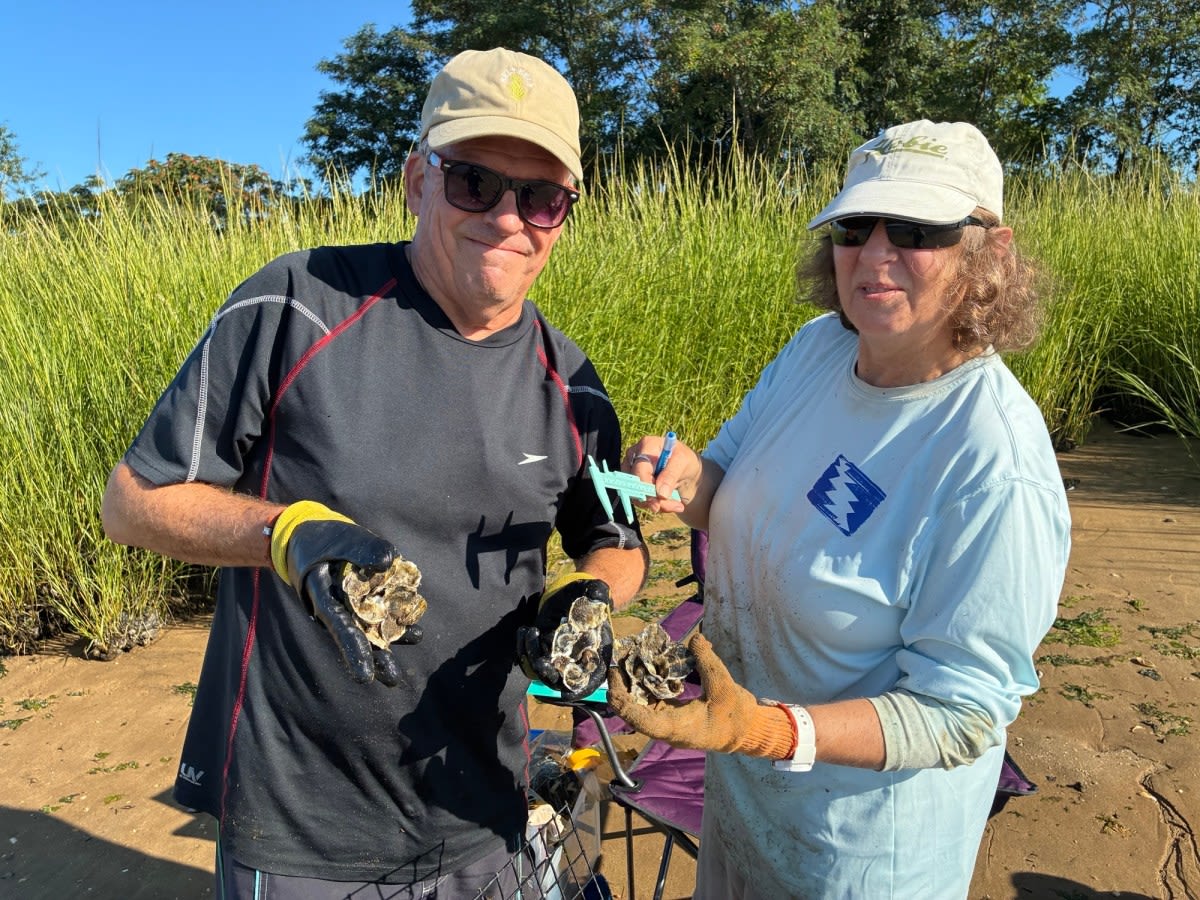 100 Volunteers Help Restore Oyster Bay's Lost Population - Image 3