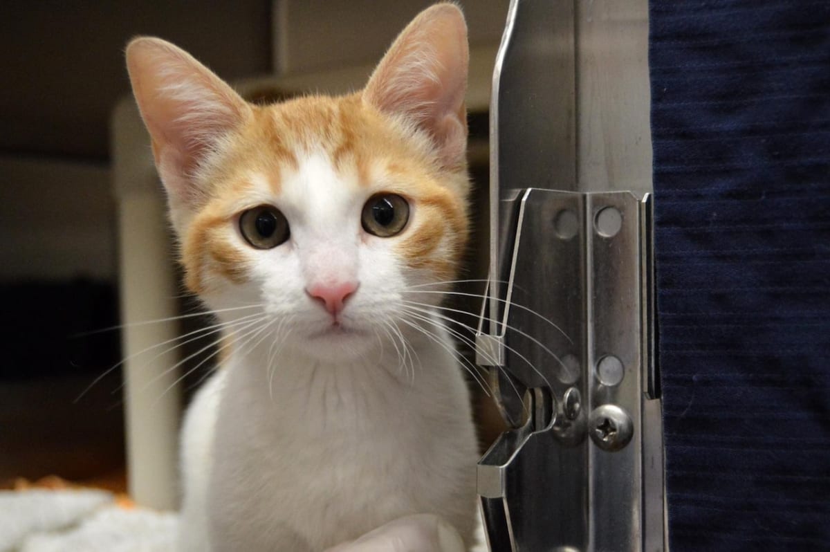 Volunteer cuddling friendly black and white cat at Dakin Humane Society animal shelter