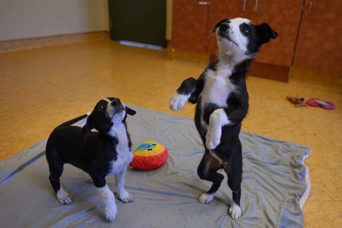 Woman Saves 16 Puppies Abandoned in Parking Lot - Image 3