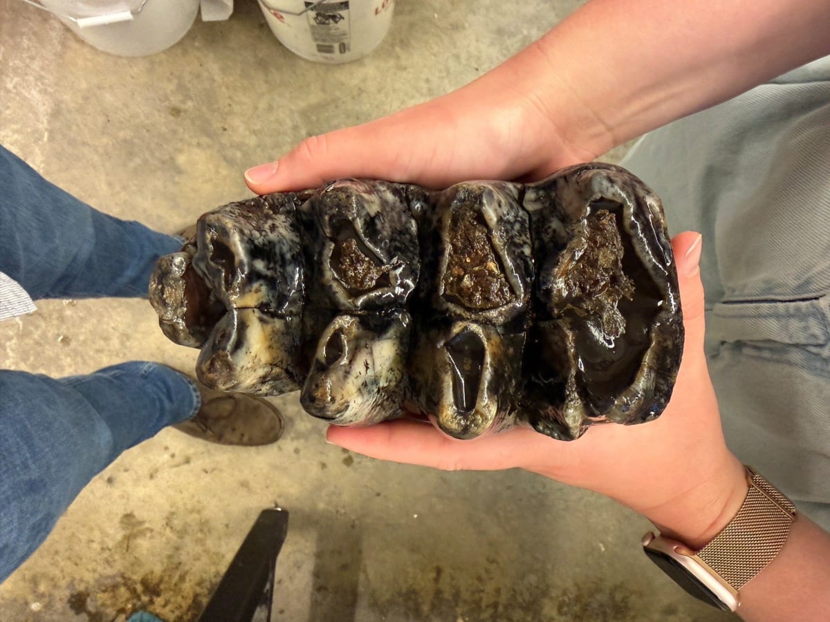 Ancient mastodon molar fossil over 11,000 years old discovered in San Mateo County creek