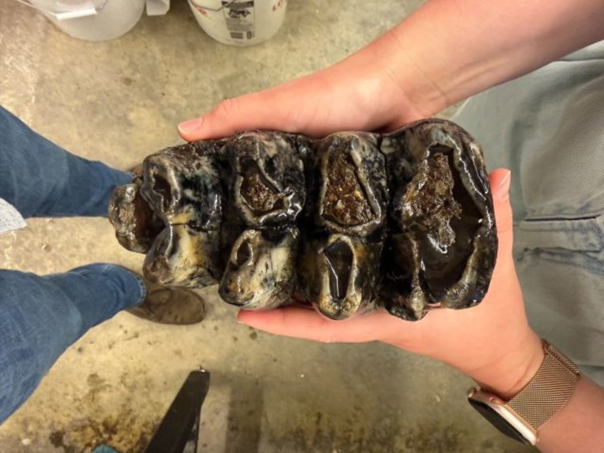 11,000-Year-Old Mastodon Fossil Found in Bay Area Creek - Image 2