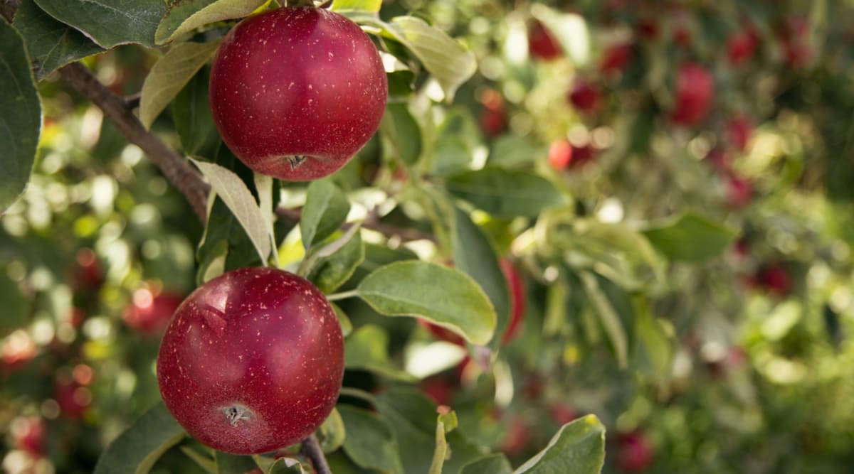 Young student studying agriculture in Pennsylvania orchard surrounded by fruit trees