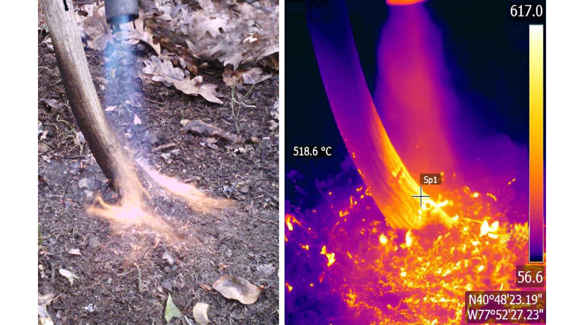 Researcher applies controlled propane torch heat to base of invasive shrub in forest setting
