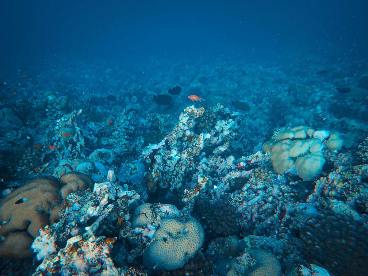 Hundreds of snorkelers entering turquoise ocean water together in the Maldives for world record attempt