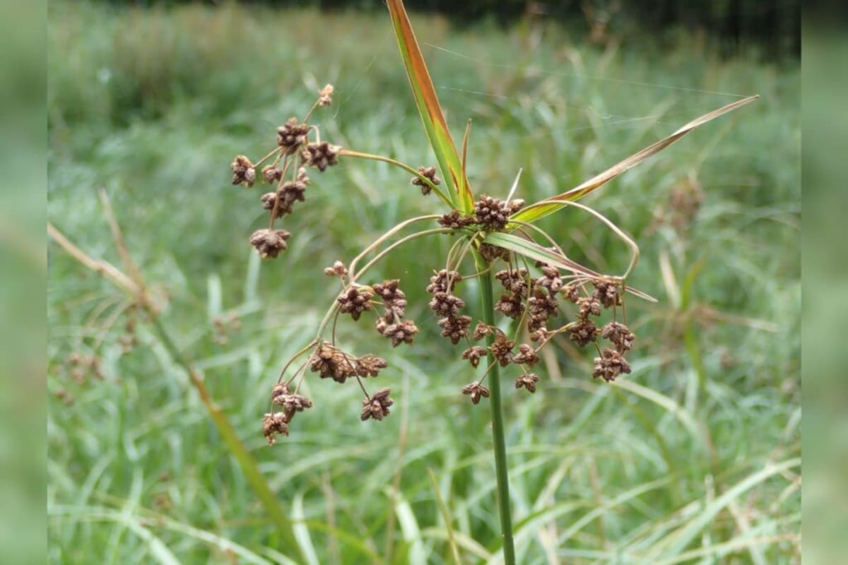 Rare Wetland Plant Recovers: 13 to 148 Populations in 35 Years - Image 2