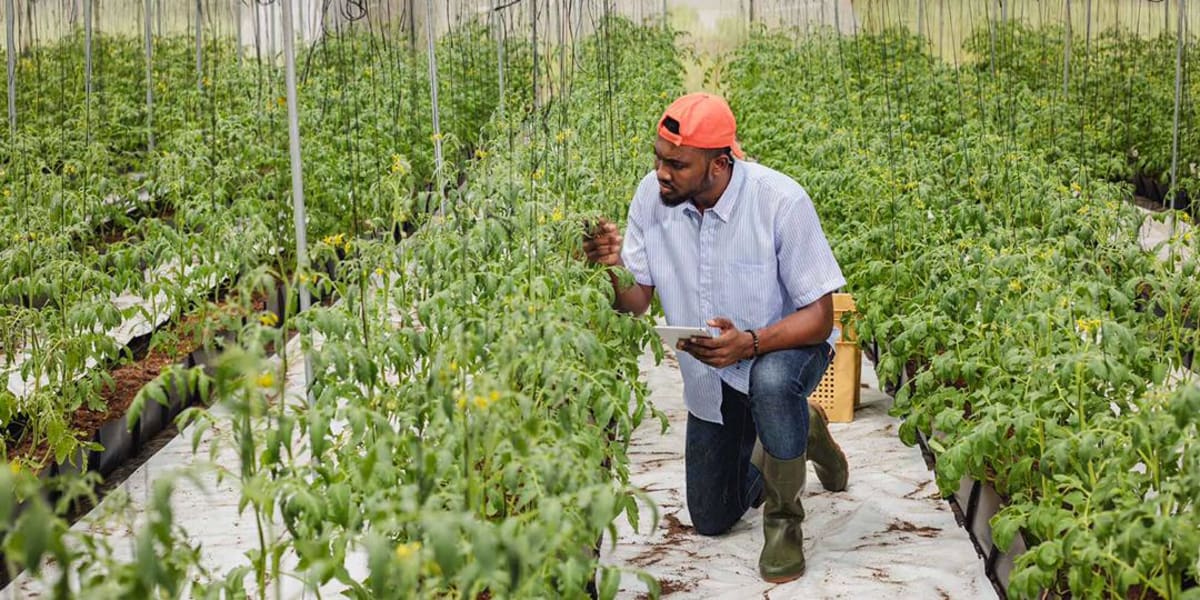 Ghana Scientists Balance Hope and Truth on Food Tech