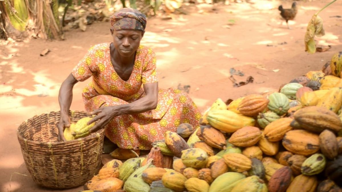Cocoa farmer holding fresh cocoa pods on sustainable farm protecting forest land