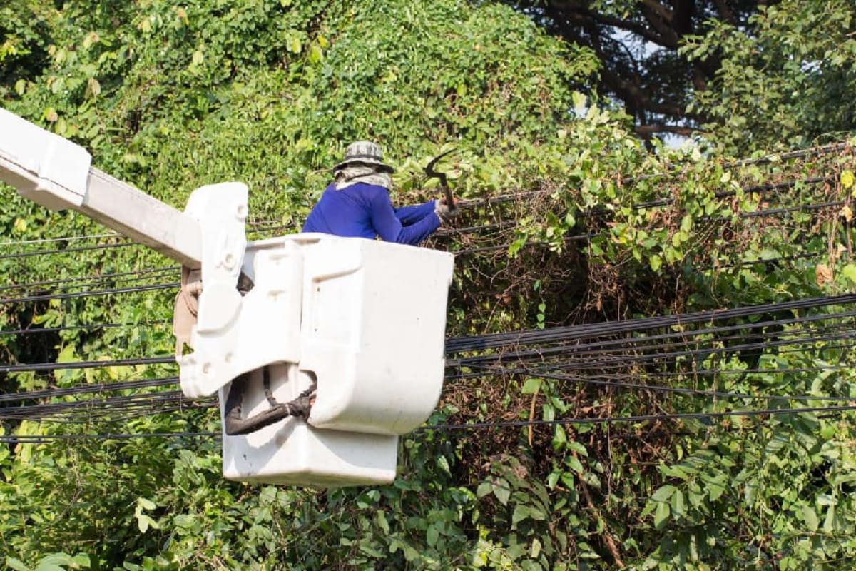 Ghana Cuts Power Outages With Tree-Trimming Drive