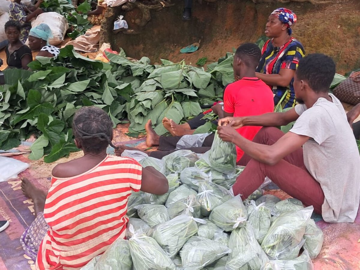 Young Africans Lead Forest Innovation Across Continent